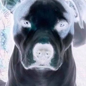 Meet your Posher, Dustin